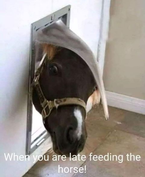 late feeding horse.jpg